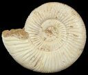 Perisphinctes Ammonite - Jurassic #46894-1